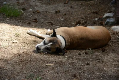 DSC_3242 (Large).JPG